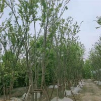 拼栽丛生朴树