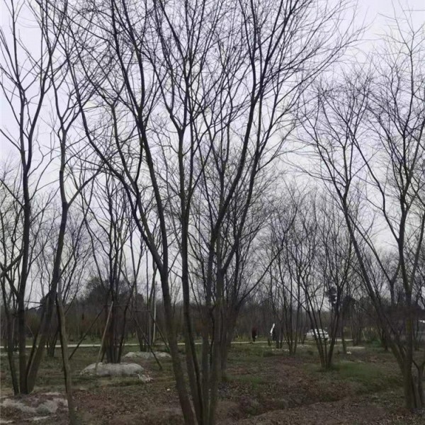 丛生朴树