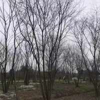 丛生朴树