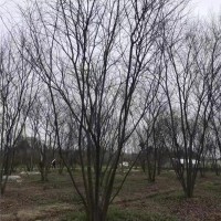 丛生朴树