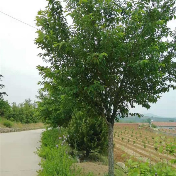 染井吉野