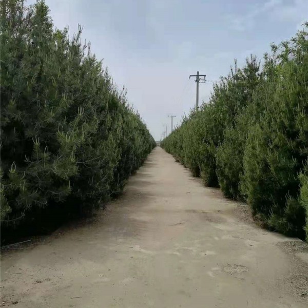3米—5米白皮松