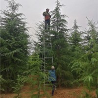 雪松修剪中
