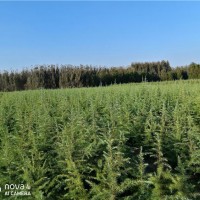 雪松小苗1.5米左右