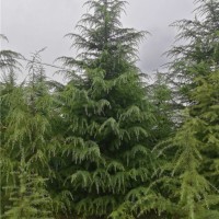 5米雪松