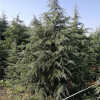 4.5米雪松