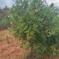 文冠果树苗