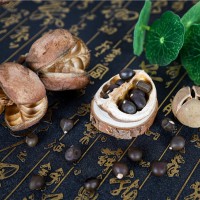 文冠果种子