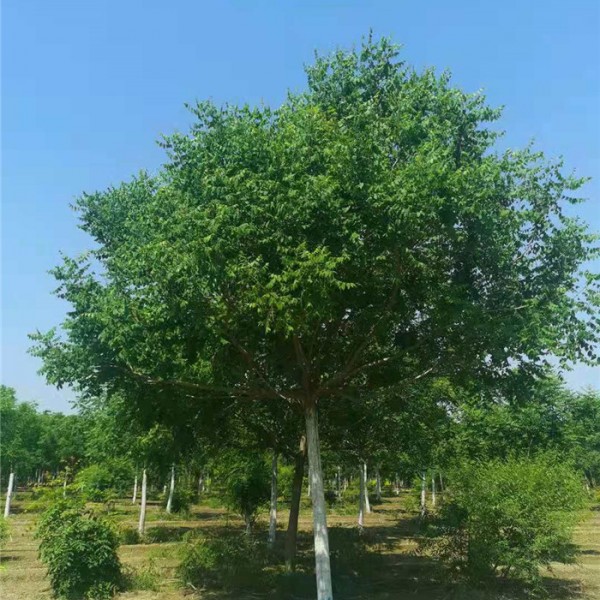 栾树