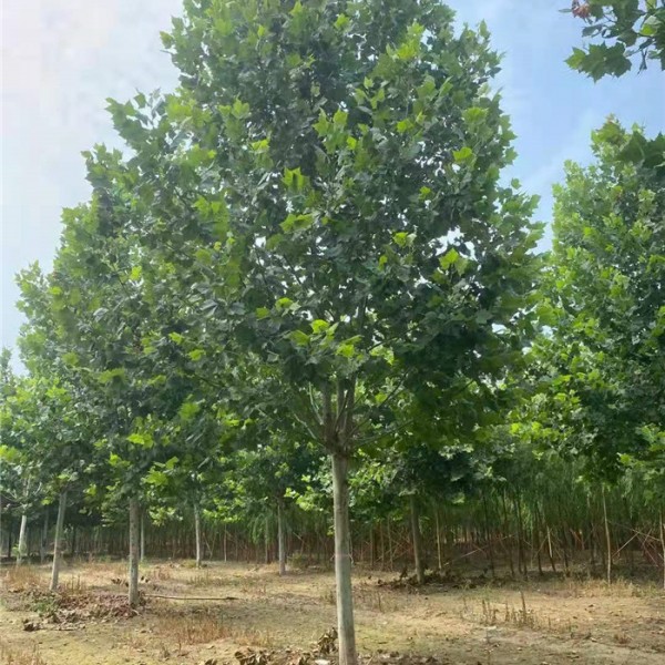 法桐基地_法桐价格_法桐批发