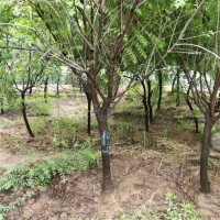 10-12公分文冠果树