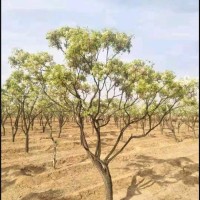 10-12公分文冠果树