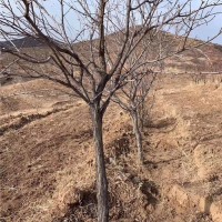 5-8公分文冠果树
