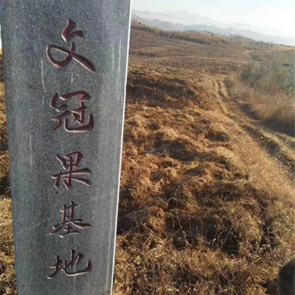 5-8公分文冠果树