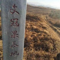 5-8公分文冠果树