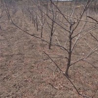 3-5公分文冠果树