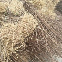 两年生文冠果树苗