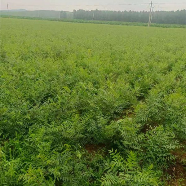 一年生文冠果树苗
