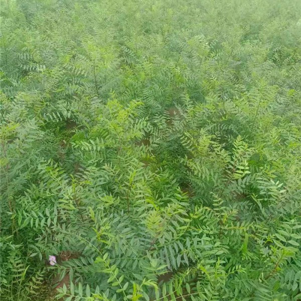 一年生文冠果树苗