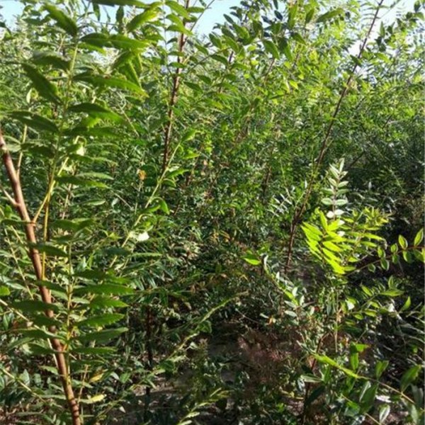 一年生文冠果树苗