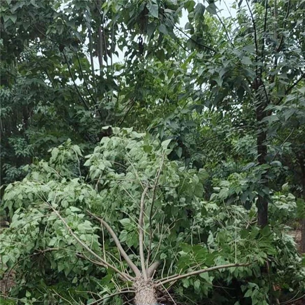 楸树基地
