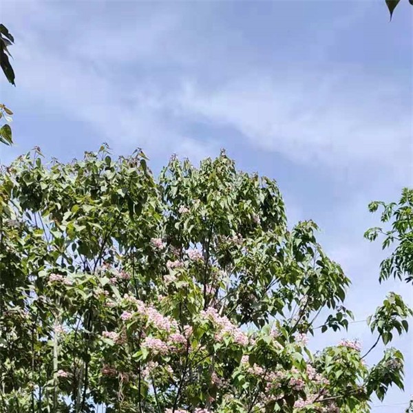 楸树基地