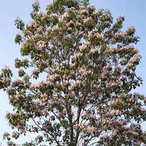 楸树