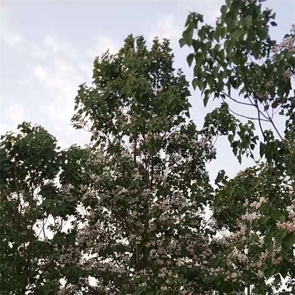 楸树