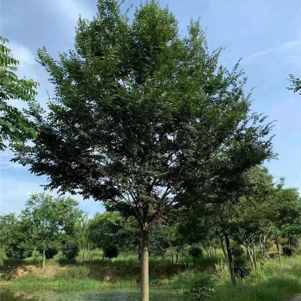 红榉树