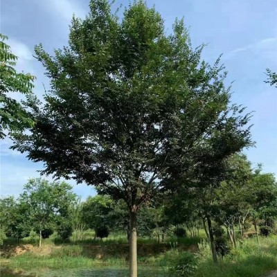 红榉树