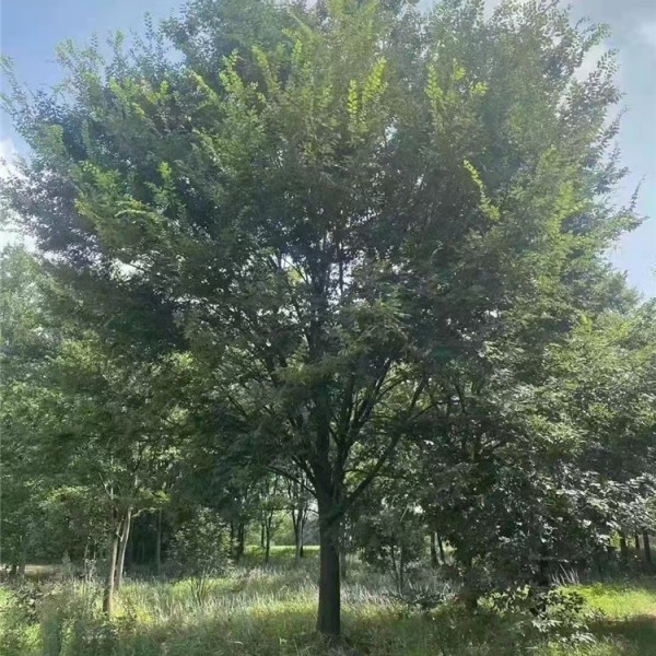 红榉树