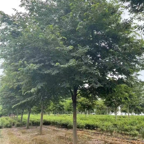 红榉树