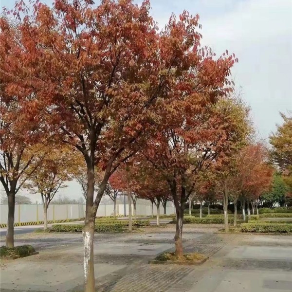 红榉树