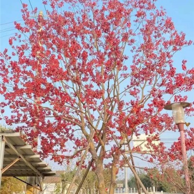 乌桕