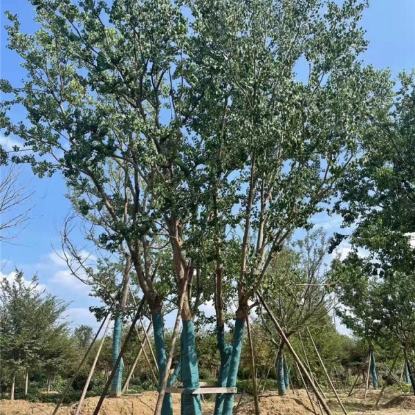 丛生乌桕