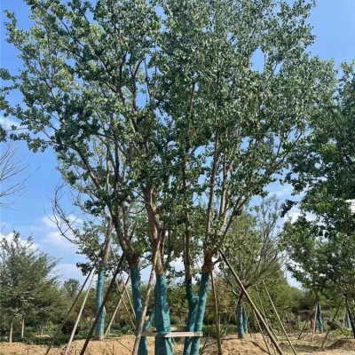 丛生乌桕
