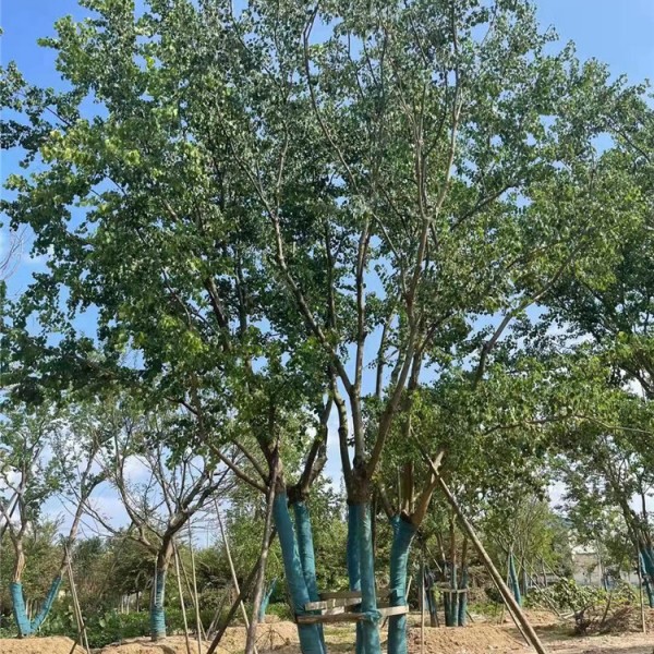 丛生乌桕
