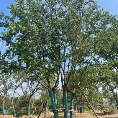丛生乌桕