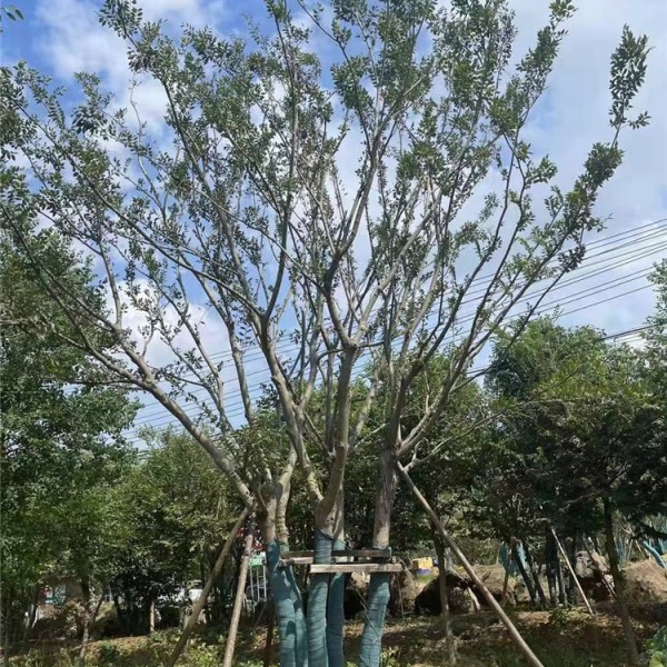 丛生朴树