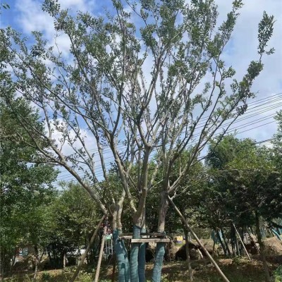 丛生朴树