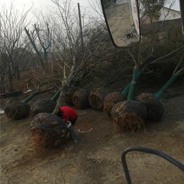 朴树上货