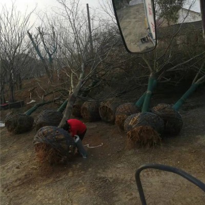 朴树上货