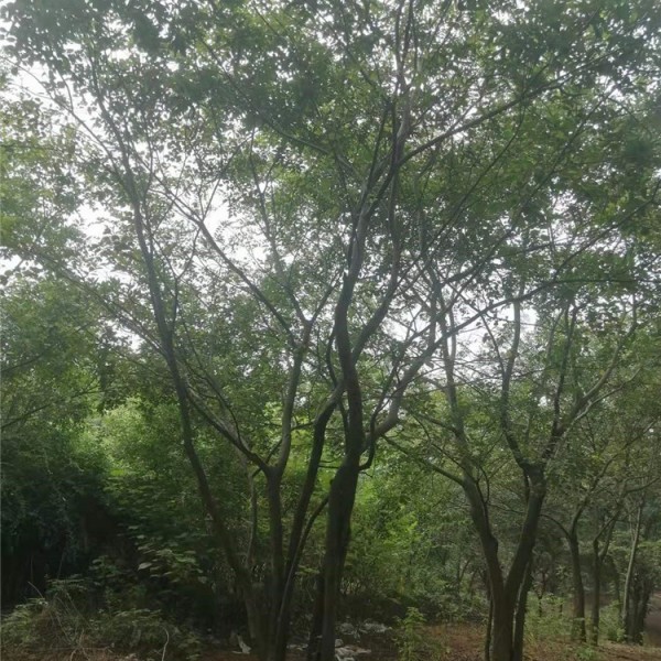丛生朴树