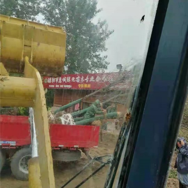 榉树装车