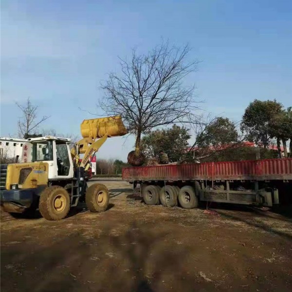 榉树装车