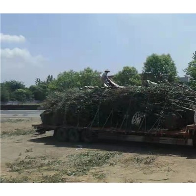 榉树装车