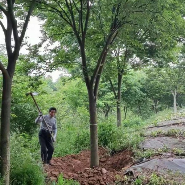 榉树起苗