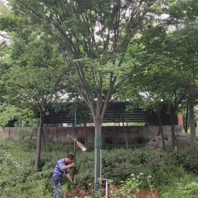 榉树起苗