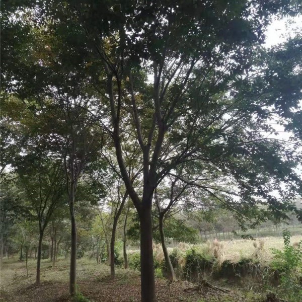 榉树
