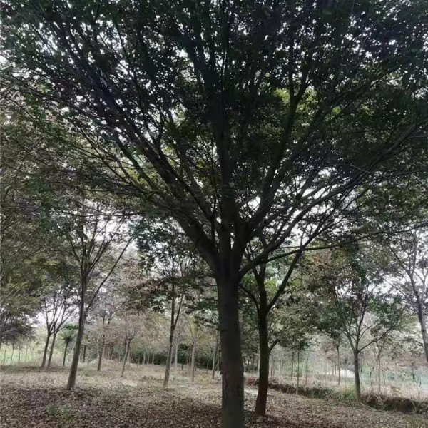 榉树